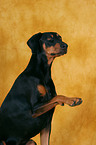 Doberman giving paw