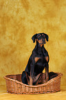 Doberman Pinscher in basket