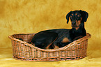 Doberman Pinscher in basket