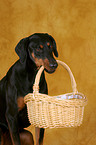 Doberman Pinscher fetches basket