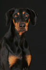 Doberman Pinscher Portrait