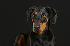 Doberman Pinscher Portrait