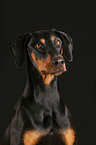 Doberman Pinscher Portrait