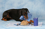 Doberman Pinscher with bunny