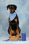 Doberman Pinscher with bunny