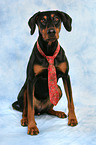 Doberman Pinscher with tie