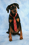 Doberman Pinscher with tie