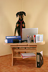 Doberman Pinscher as Business Dog