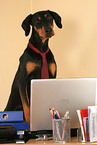 Doberman Pinscher as Business Dog