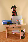 Doberman Pinscher as Business Dog