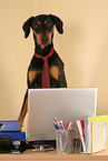 Doberman Pinscher as Business Dog