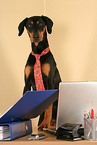 Doberman Pinscher as Business Dog