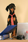 Doberman Pinscher as Business Dog