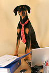 Doberman Pinscher as Business Dog