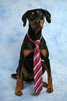 Doberman Pinscher with tie