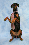 Doberman Pinscher with tie