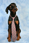 Doberman Pinscher with tie