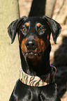 Doberman Portrait