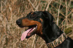 Doberman Portrait