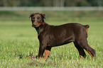 young Doberman Pinscher