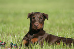 young Doberman Pinscher