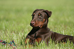 young Doberman Pinscher