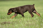 young Doberman Pinscher