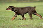 young Doberman Pinscher