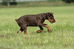 young Doberman Pinscher