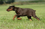 young Doberman Pinscher