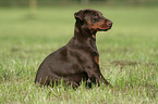 sitting Doberman Pinscher