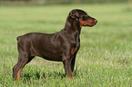 young Doberman Pinscher