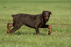 young Doberman Pinscher