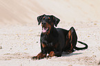 Doberman Pinscher