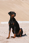 Doberman Pinscher