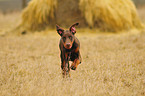 brown Doberman Pinscher