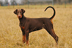 brown Doberman Pinscher