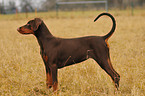 brown Doberman Pinscher