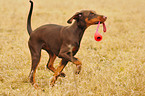 brown Doberman Pinscher