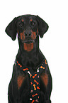 Doberman Pinscher