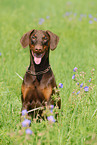 sitting Doberman Pinscher