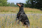 sitting Doberman Pinscher