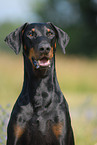 Doberman Pinscher Portrait