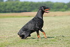 sitting Doberman Pinscher