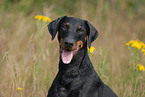 Doberman Pinscher Portrait