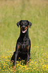 sitting Doberman Pinscher