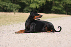 lying Doberman