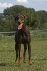 Dobermann Pinscher