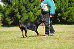 Doberman Pinscher