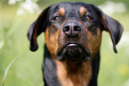 Doberman Pinscher Portrait